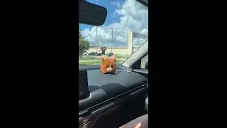 Animal Election