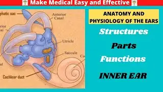 ANATOMY OF INNER EAR | PHYSIOLOGY OF HEARING AND BALANCE | FUNCTIONS |