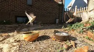 Birds for your Cats to Watch! #pets  #pettv  #birds