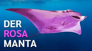 Warum dieser Mantarochen rosa ist und 7 weitere Arten, die nur in Australien vorkommen