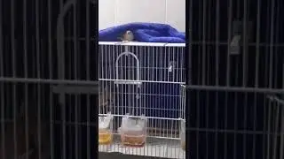 Piccola diamantina in azione - Little zebra finch in action