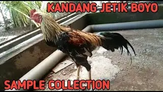 Kandang Jetik Boyo Fighter Cock Kandang Fighter Cock Jetik Boyo