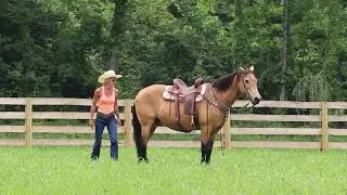 NICE GOLDEN BUCKSKIN GELDING, BEEN RANCHING, ROPES, TRAIL RIDES, EXTRA GENTLE AND QUIET