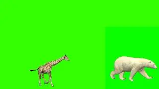 Wildlife Animals Stampede Running And Walking | Best HD Animals Green Screen | Stampede Green Screen