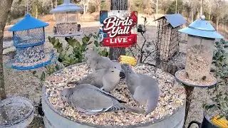 Birds Y&rsquo;all Live 🐦 | East Texas Bird Cam | Backyard Birds & Peaceful Nature Sounds