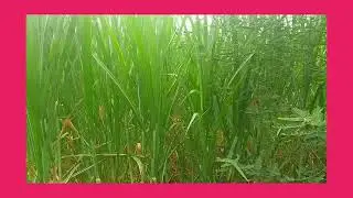 Super napier Pakchong and Maize used as Fodder for Livestock both intercropped.