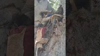 hadzabe find honey!!!