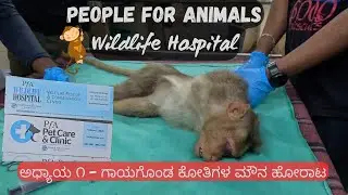 PFA - Wildlife Rescue & Conservation Centre | Monkey rescue | Bangalore | E01 - ಕೋತಿಗಳ ಪರಪಂಚ