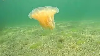 Diving in Hvitsten with Metal Detector