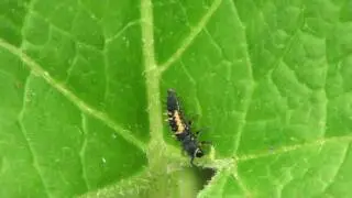 Lady Beetle Nymph (Coccinellidae) Hunting Aphids