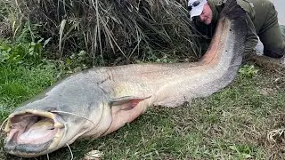 Wędkarska Baza Karp Sum Ebro grudniowe potwory z rzeki Ebro 