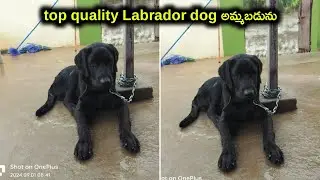 top quality Labrador dog for sale in telugu/ 99516 26889 /aj pets