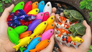 Inside the Giant Egg: Freshwater Fish Catching Betta Galaxy, Molly, Koi & More!