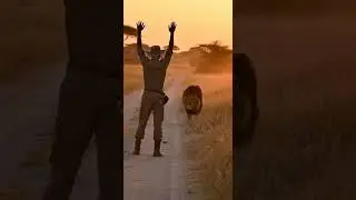 This Is Why You Never Run From a Lion 😳🦁 Danger Strikes Fast #Wildlife #Nature #Survival