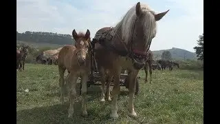 Targul de cai de la Bontida, Cluj 3 sept 2017