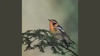 All Things, In Time