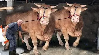 Farm #WithMe Pretty Girl Intelligent Technology Modern Cow Milking Farming​ Hay Tractor #farming