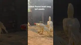 Indian parrot beak long tail aseel top quality birds 🐦