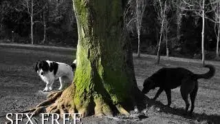 world war 2 (ww2) battle non copyright sound effects