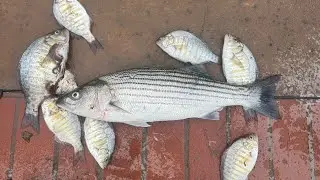 Perch and Striper action on the Luckycraft 110 | NorCal Surf