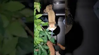Aakil the false water COBRA is a SNAKE who always strives to reach new HEIGHTS. 🤪🐍