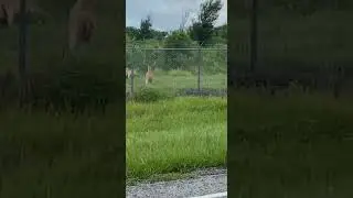Nuclear plant Big buck still in velvet