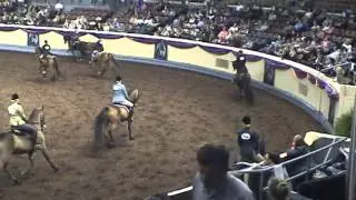 Morgan Horse Hunter Pleasure Amateur World Championship 2014