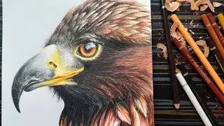 Draw An Eagle Whit Colored pencils || Full Tutorial 🦅