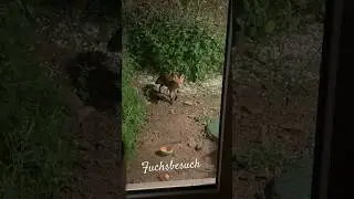 Ein Fuchs auf dem Lebenshof