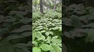 Changbai Mountain Ginseng Wholesale | 100% Authentic Chinese Roots | Bulk Discounts