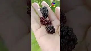 MULBERRY PICKING SA HARDEN🌿ProbensyaLife sa Australia. #healthy #amazing #yummy