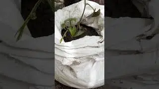 #planting yams in bags