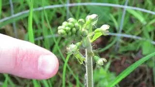 My Norfolk Orchid Hunt (Part 5) Common Twayblade