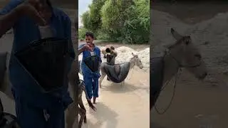 Dirty Water, Pure Struggle  The Silent Work of a Desert Donkey 😔💦