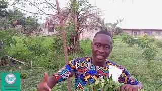 Five benefits of neem plant. Neem leaves for malaria treatment and common cold treatment