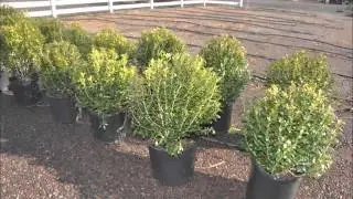 Ilex glabra 'Shamrock'