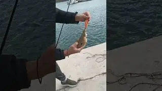 &Sigma;&omicron;&upsilon;&pi;&iota;ά #catchandrelease #&psi;&alpha;&rho;&epsilon;&mu;&alpha; #fishing #eging #sepia #anglerslife #shorts #fishingingreece #fyp