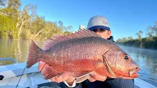 Its Never This Easy, Winter Jacks And Jewfish - Noosa River