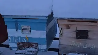 Probabilitatea mortalitatii la albine si explicațiile aferente🐝‼️🐝‼️🐝‼️
