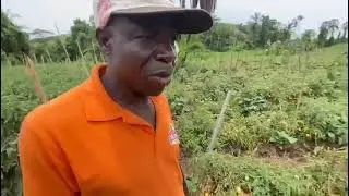 Appr&eacute;ciation du BIOSOL/MYCO'SOL sur la tomate.