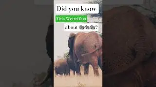 Very WEIRD FACT about 🐘🐘🐘 #nature #science #brainbites #short