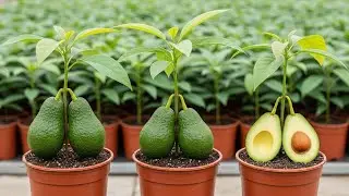 avocado pruning grafting techniques l avocado trees grow faster with grafting