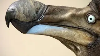 Dodo bird not extinct?