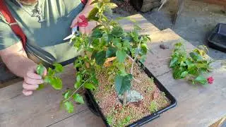 July pruning of my Creeping Fig, Mascarene Island Leaf Flower, Arrowleaf Sida & Bougainvillea forest