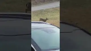 Deer crossing busy road  .