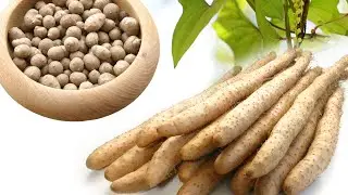 Светлый корень - Dioscorea batatas, Ямс китайский, Лихтвурзель, Светлый корень, Лихтвортель, Шан Яо.
