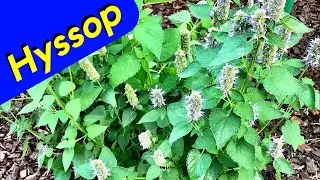 Seaweed Fertilizer Comparison [Anise Hyssop]
