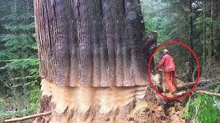 Amazing Fastest Skill Cutting Big Tree With Chainsaw Machines, Excellent Felling Tree Techniques