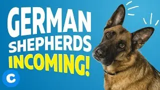 9 Things Only German Shepherd Owners Will Understand | Chewy