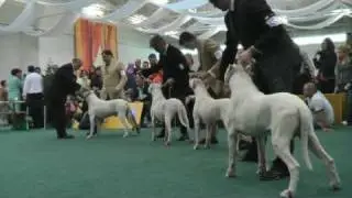 WORLD DOG SHOW  2009 - Bratislava - DOGO ARGENTINO